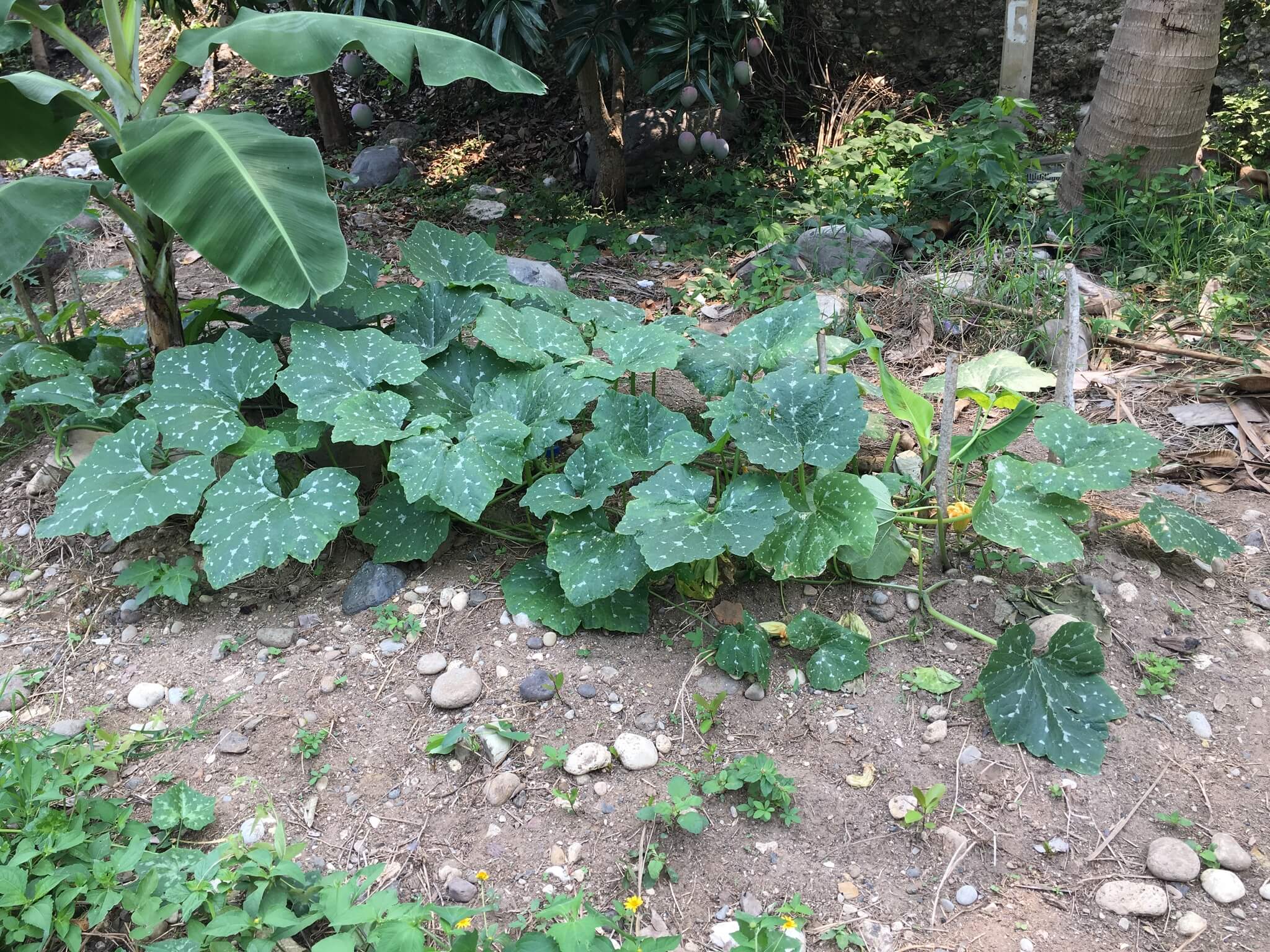 Cucurbita argyrosperma